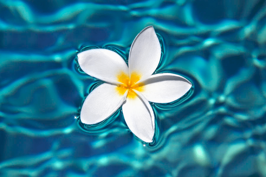 flower floating